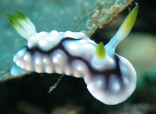  Goniobranchus geometricus (Sea Slug)